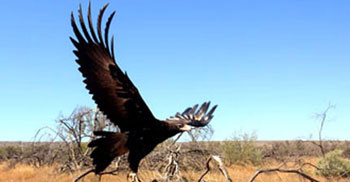 eagle